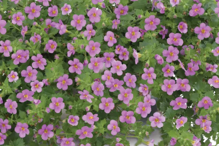 Sutera cordata 'Scopia Gulliver Pink' – Bacopa