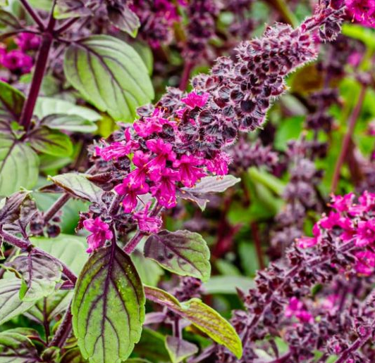Ocimum kilimandscharicum 'African Blue' – African Blue Basil
