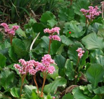 Bergenia cordifolia – Heartleaf Bergenia