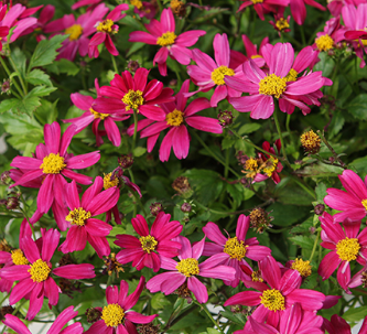 Bidens 'Bee Pink Buzz' – Beggarticks
