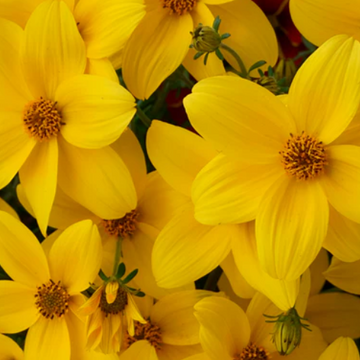 Bidens ferulifolia 'Namid Compact Yellow' – Bidens