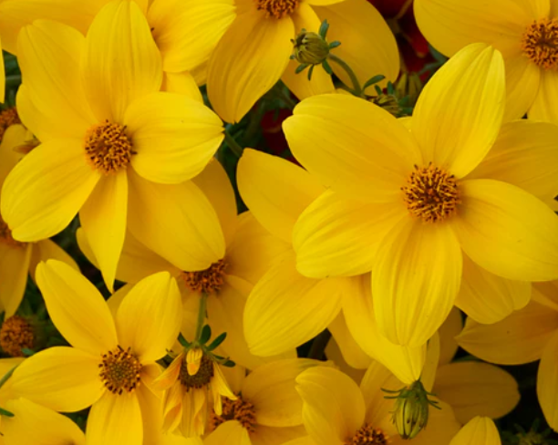 Bidens ferulifolia 'Namid Compact Yellow' – Bidens