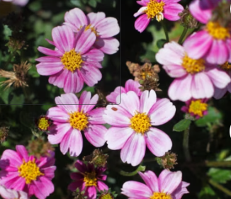 Bidens ferulifolia Timeless Collection 'Pretty in Pink' – Beggarticks