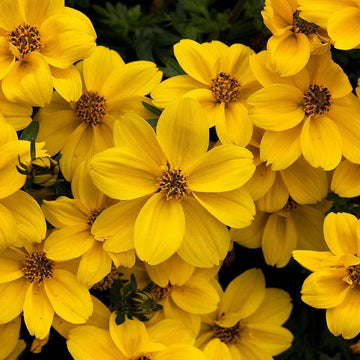 Bidens ferulifolia Timeless Collection 'Yellow Sunshine' – Beggarticks