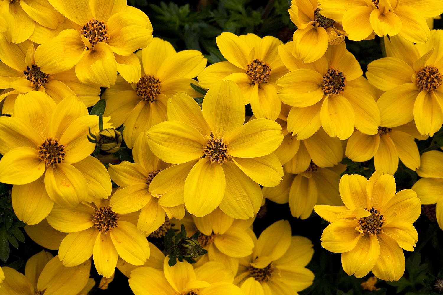 Bidens ferulifolia Timeless Collection 'Yellow Sunshine' – Beggarticks