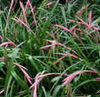 Billbergia nutans – Queen's Tears