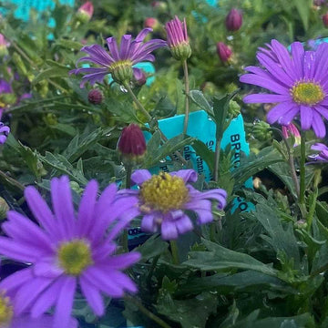 Brachyscome 'Brasco Violet' – Swan River Daisy