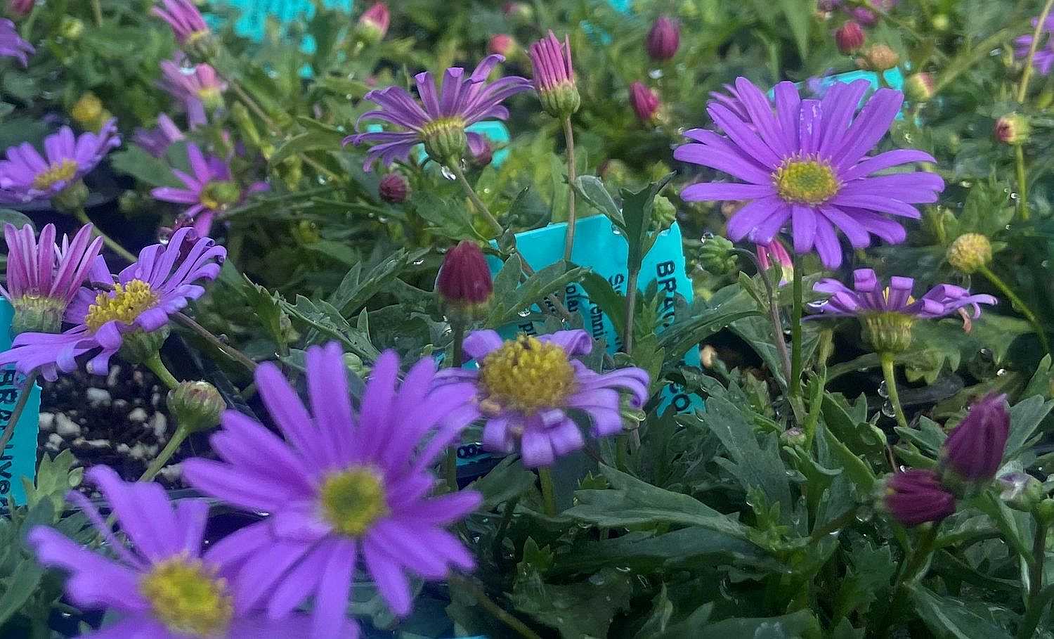 Brachyscome 'Brasco Violet' – Swan River Daisy
