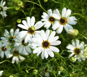 Brachyscome hybrid 'Surdaisy White' – Swan River Daisy