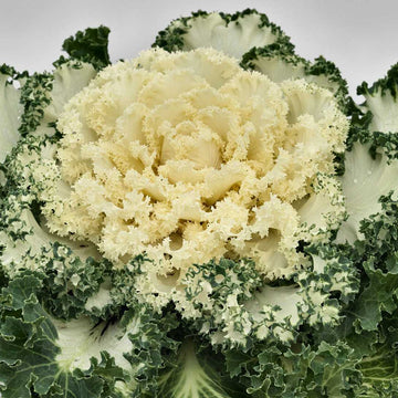 BRASSICA oleracea 'Nagoya White' (Flowering Kale)