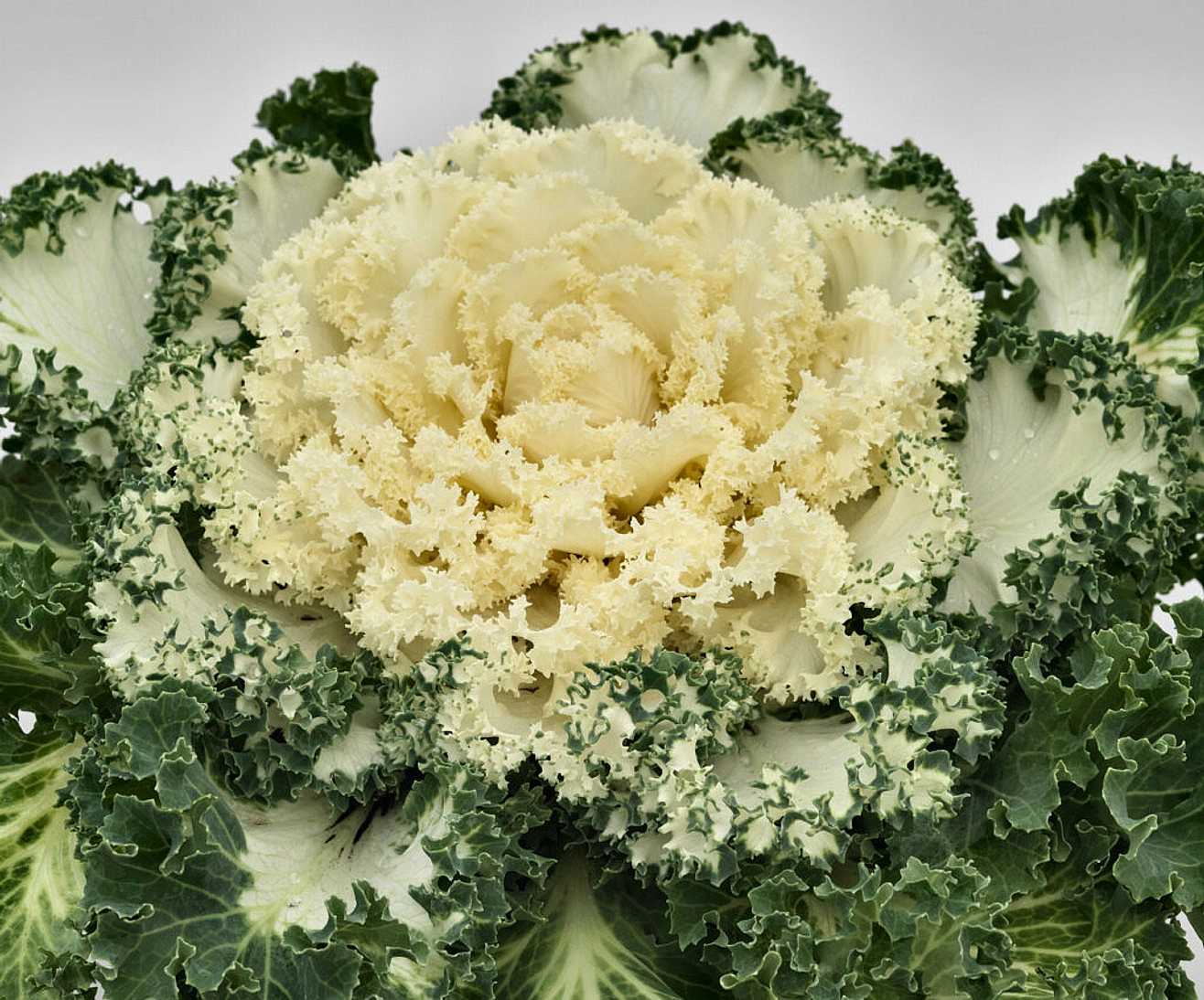 BRASSICA oleracea 'Nagoya White' (Flowering Kale)
