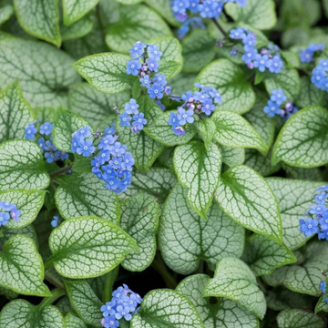 Brunnera macrophylla – Siberian Bugloss