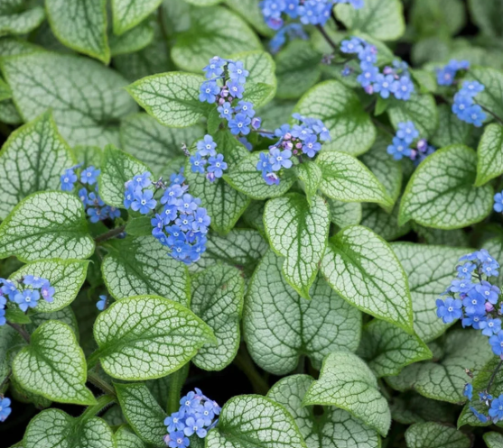 Brunnera macrophylla – Siberian Bugloss