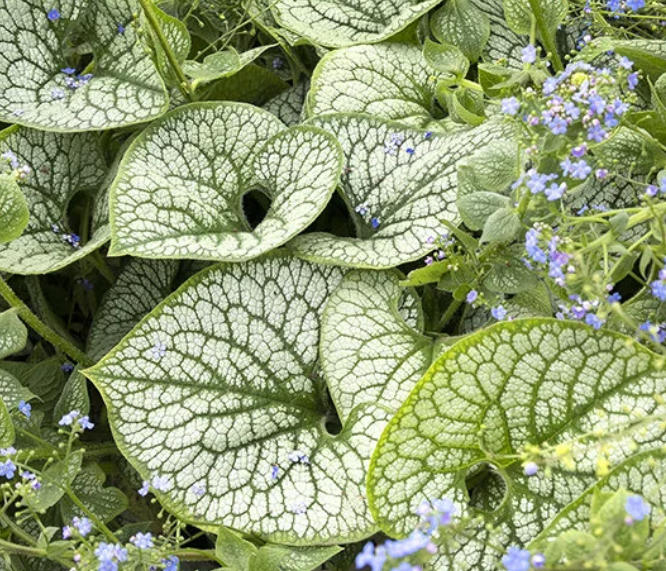 Brunnera macrophylla 'Sea Heart' – Siberian Bugloss