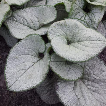 Brunnera macrophylla 'Silver Heart' – Siberian Bugloss