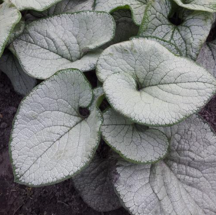Brunnera macrophylla 'Silver Heart' – Siberian Bugloss
