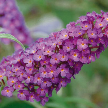 Buddleja 'Buzz Magenta' – Butterfly Bush