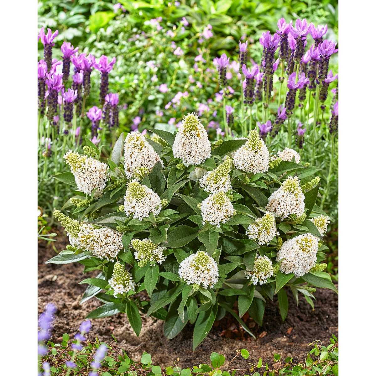 BUDDLEJA davidii Little Rockstars 'White'