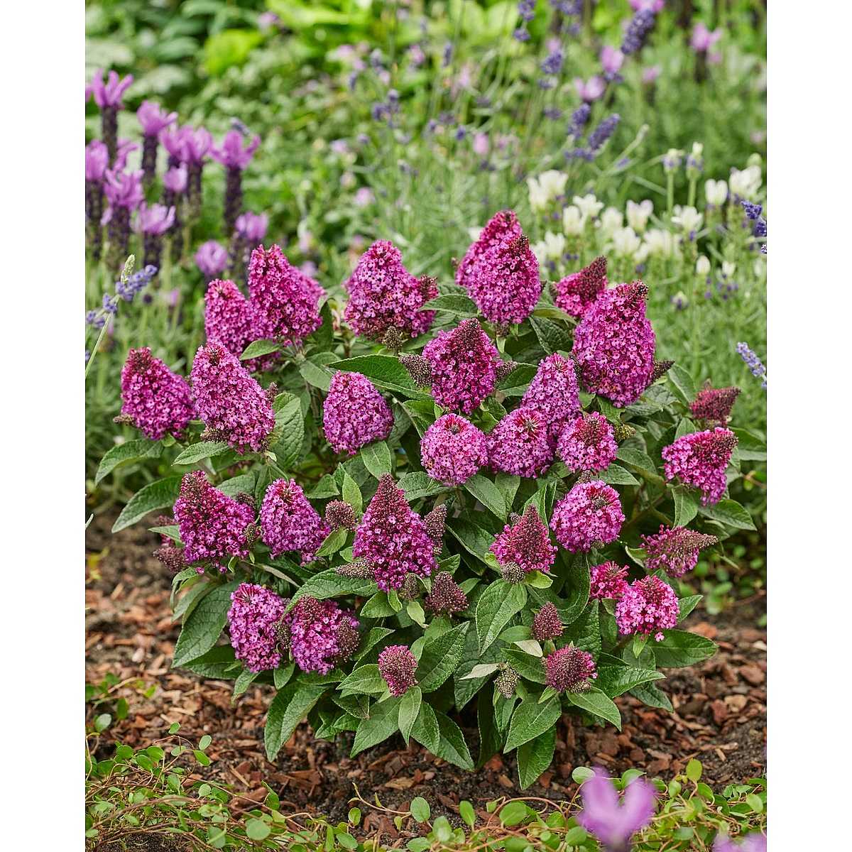 Buddleja davidii Little Rockstars 'Red' – Butterfly Bush