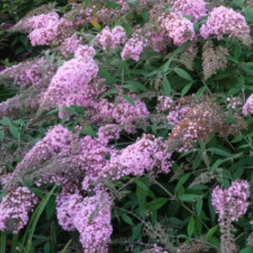 Buddleja 'Pink Cascade' – Butterfly Bush