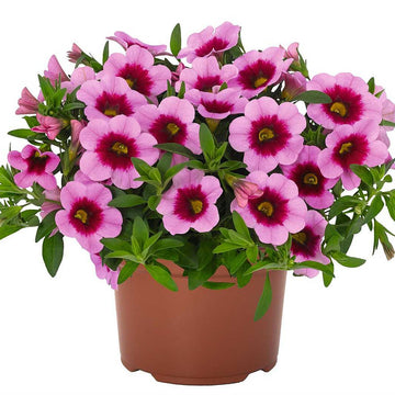 CALIBRACHOA 'Aloha Kona Hula Pink' (Million Bells)
