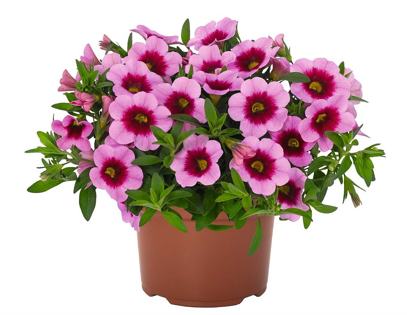 CALIBRACHOA 'Aloha Kona Hula Pink' (Million Bells)