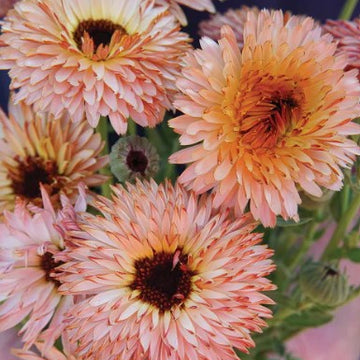 CALENDULA officinalis 'Strawberry Blonde' (Available Now)