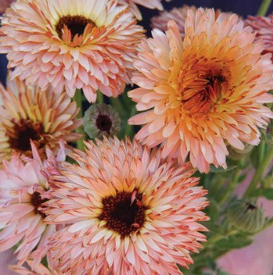 CALENDULA officinalis 'Strawberry Blonde' (Available Now)