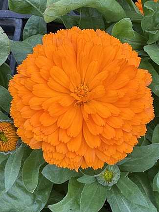 CALENDULA officinalis 'Bon Bon Orange'