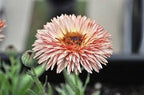 CALENDULA officinalis 'Strawberry Blonde' (Available Now)