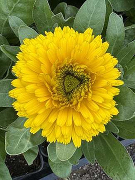 CALENDULA officinalis 'Bon Bon Yellow'