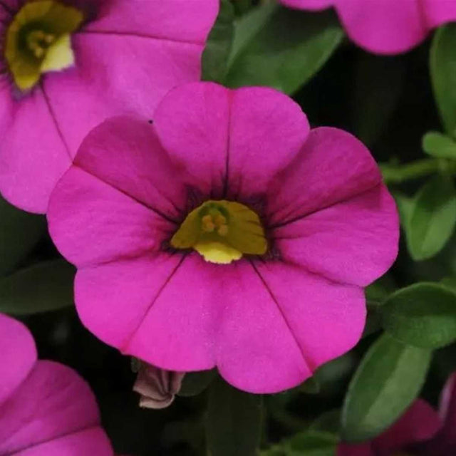 Calibrachoa MiniFamous Neo 'Purple' – Million Bells