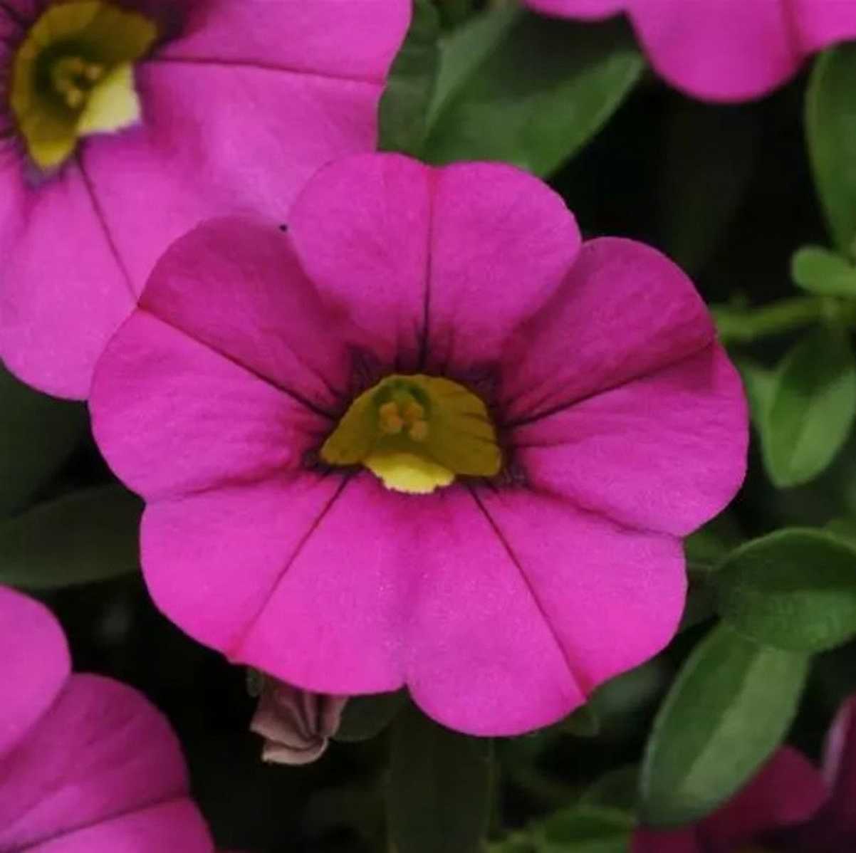 CALIBRACHOA MiniFamous Neo 'Purple'