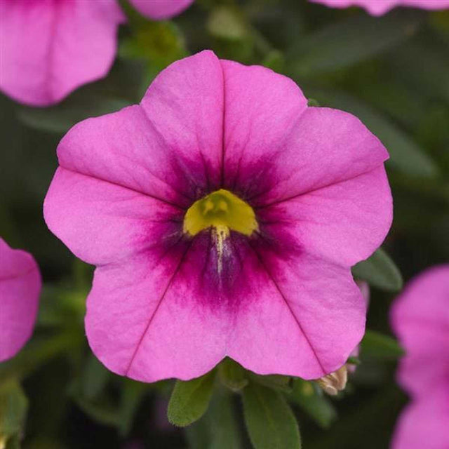Calibrachoa MiniFamous Uno 'Rose Eye' – Million Bells