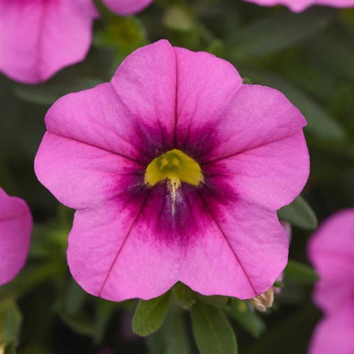 Calibrachoa MiniFamous Uno 'Rose Eye' – Million Bells