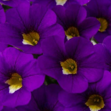 Calibrachoa hybrid 'Calitastic Violaceous' – Million Bells