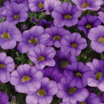 Calibrachoa Colibri 'Dark Lavender' – Million Bells