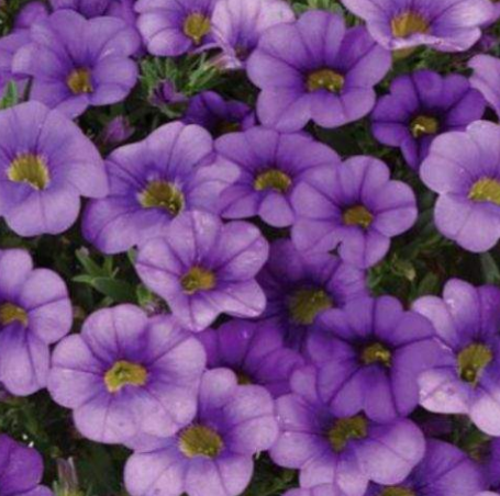 Calibrachoa Colibri 'Dark Lavender' – Million Bells