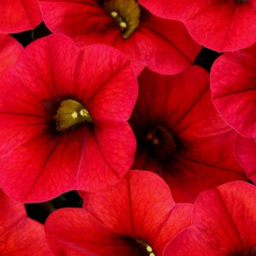 Calibrachoa Colibri 'Bright Red' – Million Bells