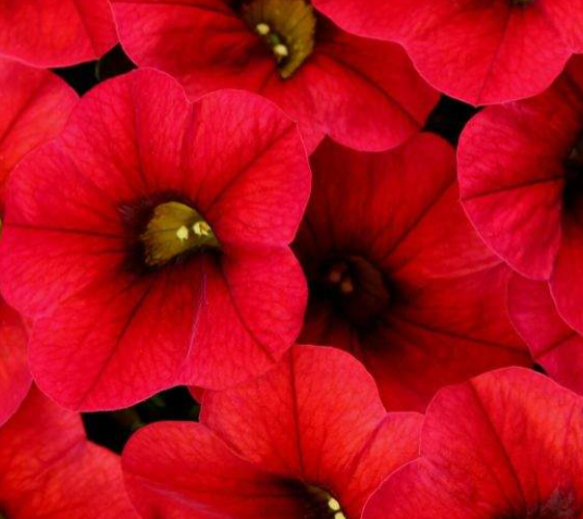 Calibrachoa Colibri 'Bright Red' – Million Bells
