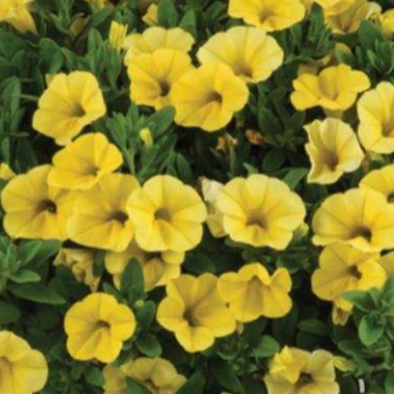 Calibrachoa Colibri 'Yellow Canary' – Million Bells