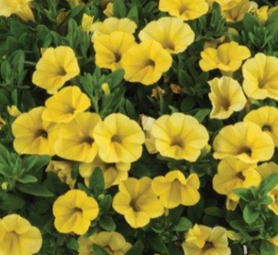 Calibrachoa Colibri 'Yellow Canary' – Million Bells