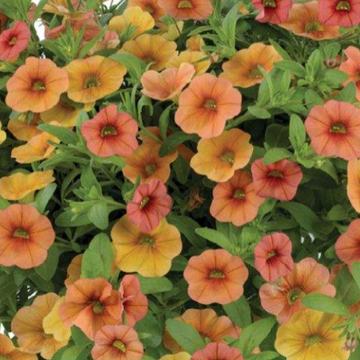Calibrachoa hybrida Lia 'Melon' – Million Bells