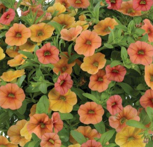 Calibrachoa hybrida Lia 'Melon' – Million Bells