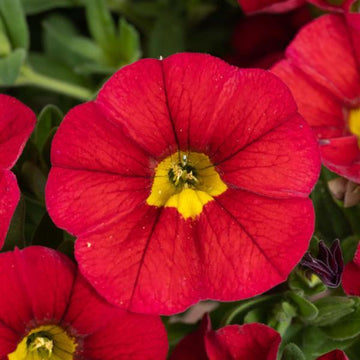Calibrachoa hybrida Lia 'Chili Pepper' – Million Bells