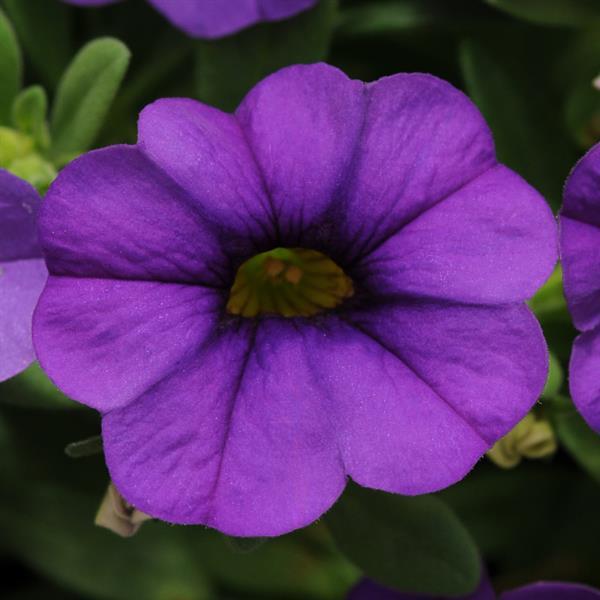 Calibrachoa MiniFamous Neo 'Blue' – Million Bells