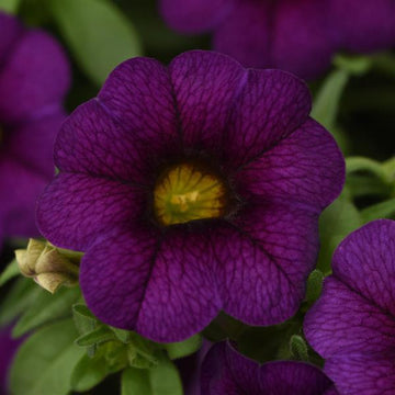 Calibrachoa MiniFamous Neo 'Dark Blue' (syn. 'Kleca17399') – Million Bells