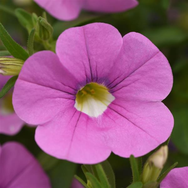 Calibrachoa MiniFamous Neo 'Light Pink + Eye' – Million Bells