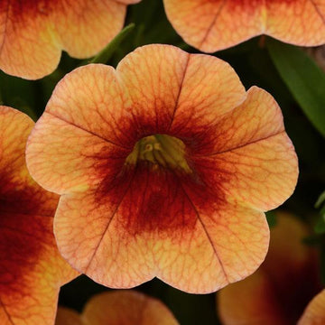 Calibrachoa MiniFamous Neo 'Orange + Red Eye' – Million Bells