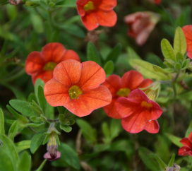 Calibrachoa MiniFamous Neo 'Deep Orange' – Million Bells